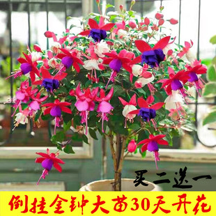 倒挂金钟盆栽重瓣灯笼花小苗吊钟花海棠花宝莲灯阳台花卉四季开花