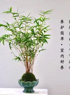 中式米竹苔藓球｜室内茶桌禅意造型净化空气观赏植物桌面水养竹子