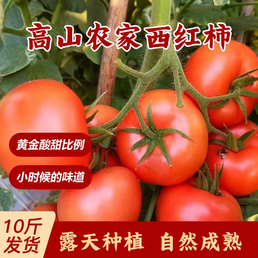 高山农家露天应季水果番茄西新鲜生吃老品种非转基因自然熟西红柿