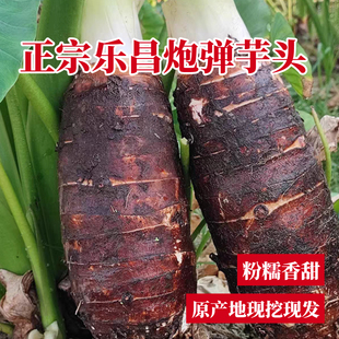 正宗乐昌张溪香芋新鲜现挖应季蔬菜水果炮弹芋头槟榔芋头粉糯包邮
