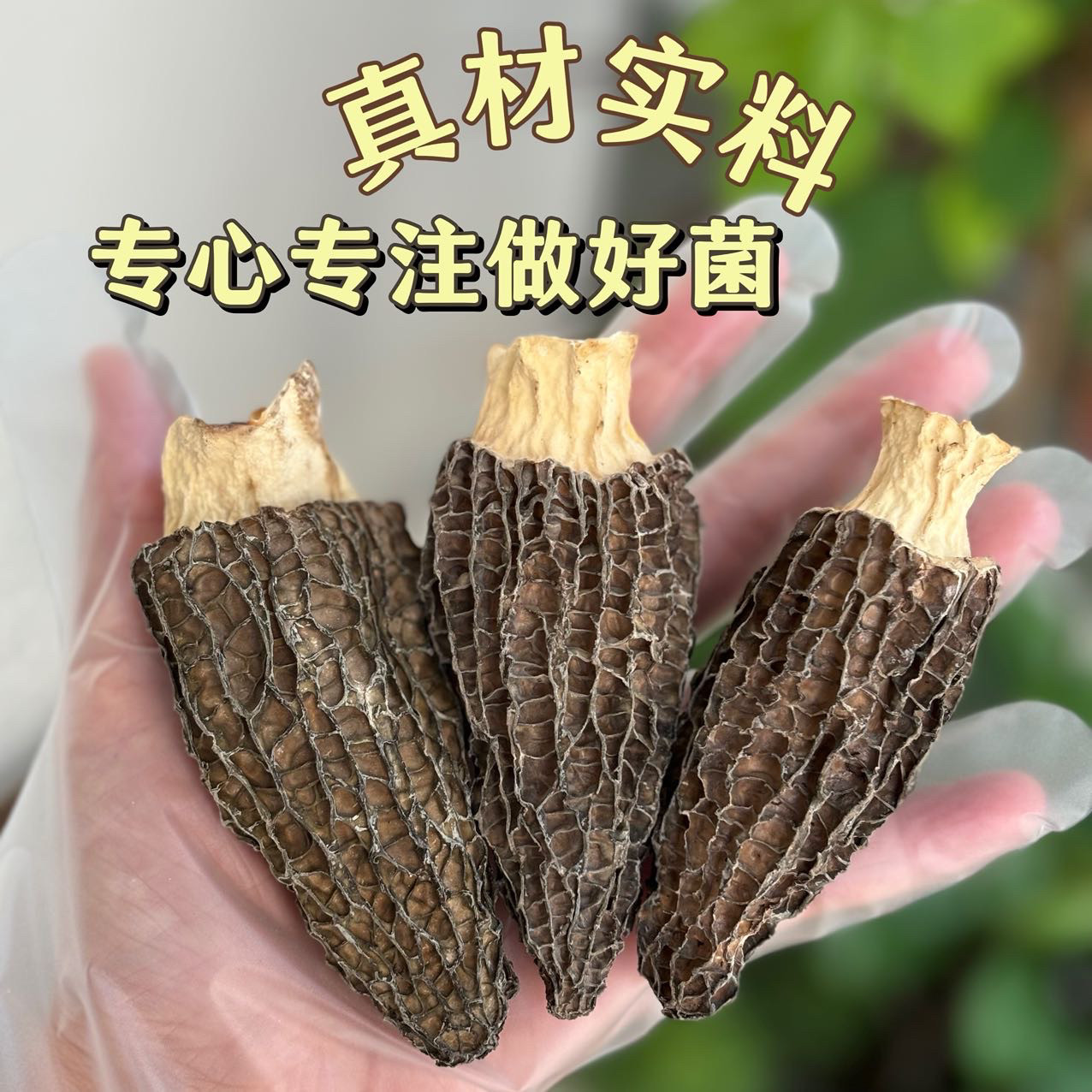 100g羊肚羊肚菌营养优质挑选