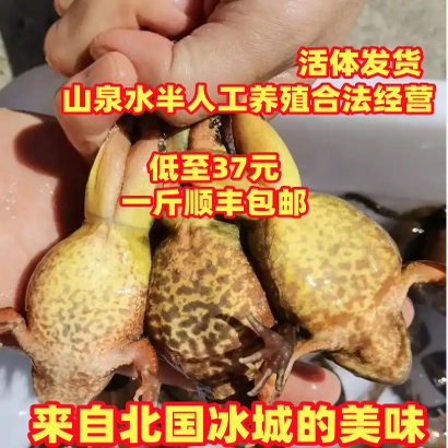 东北林蛙鲜活活林蛙长白山大母豹子活体雪蛤深山活蛤蟆林蛙油