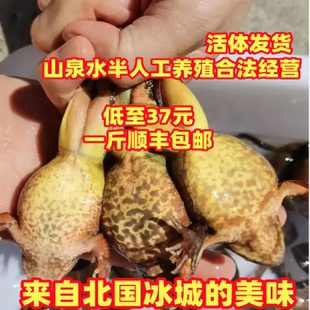 东北林蛙鲜活活林蛙长白山大母豹子活体雪蛤深山活蛤蟆林蛙油