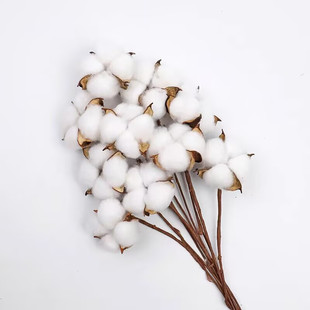 仿真天然棉花头壳带杆干花插花花艺花束配件花店装饰材料圣诞节