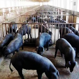 新美系国寿母猪大白杜洛克种公猪原种长白种猪高产苏太湖母猪包邮