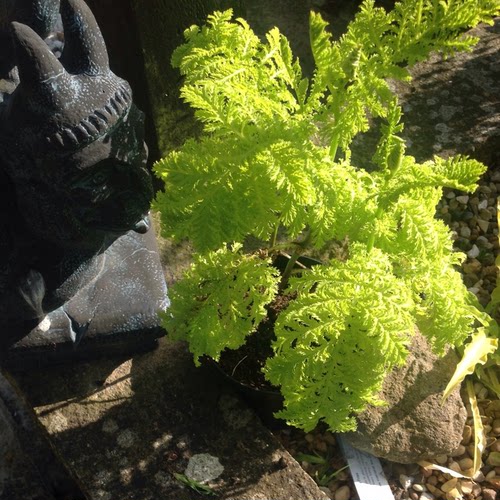 鲁庭院小花匠*金叶羽叶菊蒿“金羊毛”耐寒多年生*彩叶观叶宿根