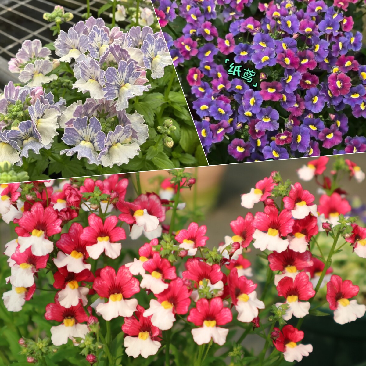 鲁庭院小花匠*多品种龙面花*半耐寒多年生*芳香*花量大花期长组盆