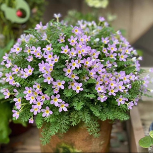 浙庭院小花匠*安徽羽叶报春*半耐寒多年生*原生迷你植物*花量大