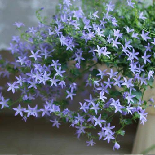 鲁庭院小花匠*垂吊风铃草“蓝色溪流”耐寒多年生*耐热花量大