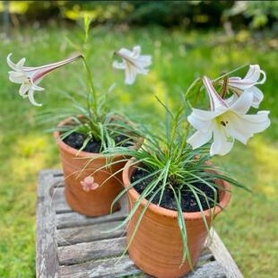 鲁庭院小花匠*姬高砂百合*多年生*耐热芳香矮生*适合盆栽适合南方