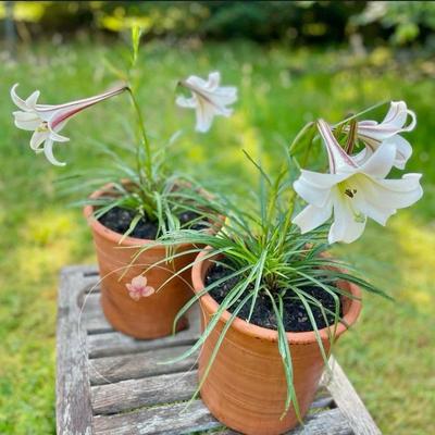 鲁庭院小花匠*姬高砂百合*多年生*耐热芳香矮生*适合盆栽适合南方