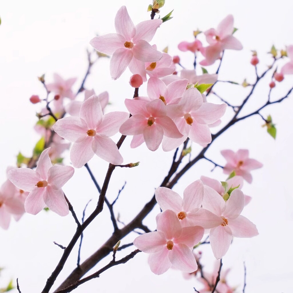 浙庭院小花匠*陀螺果*安息香科植物*仙气花量大*多年生木本原生