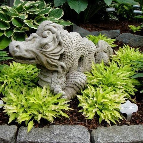 浙庭院小花匠*迷你玉簪“龙尾”耐寒多年生*阴生彩叶*波浪金叶