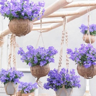 鲁庭院小花匠*匍匐风铃草“欢乐钟声”半耐寒多年生*耐热相对好