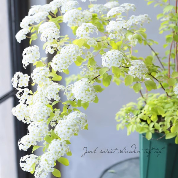 浙庭院小花匠*金叶菱叶绣线菊“黄金喷泉”耐寒多年生*耐热*彩叶图片