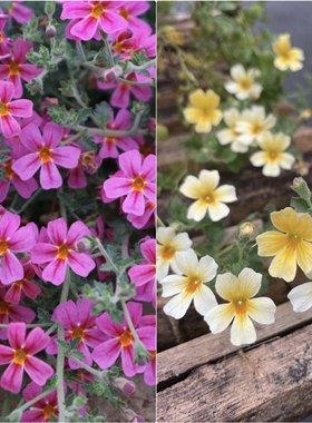 浙庭院小花匠*雨地花“黄色/玫红”半耐寒多年生*花期长花量大