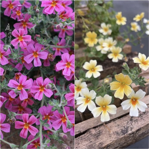 鲁庭院小花匠*雨地花“黄色/玫红”半耐寒多年生*花期长花量大