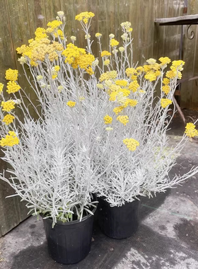浙庭院小花匠*冰锥蜡菊*耐寒多年生*耐热银叶盆栽*寄植组盆