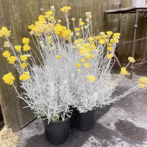 浙庭院小花匠*冰锥蜡菊*耐寒多年生*耐热银叶盆栽*寄植组盆