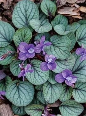 鲁庭院小花匠*银叶堇菜“银宝石”耐寒多年生*匍匐垂吊*花期长