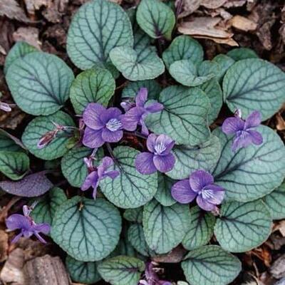 鲁庭院小花匠*银叶堇菜“银宝石”耐寒多年生*匍匐垂吊*花期长