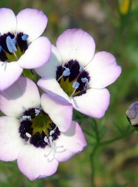 浙庭院小花匠*三色鸟眼“紫罗兰色”*半耐寒一年生*花期长丰花