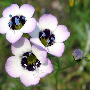 浙庭院小花匠*三色鸟眼“紫罗兰色”*半耐寒一年生*花期长丰花