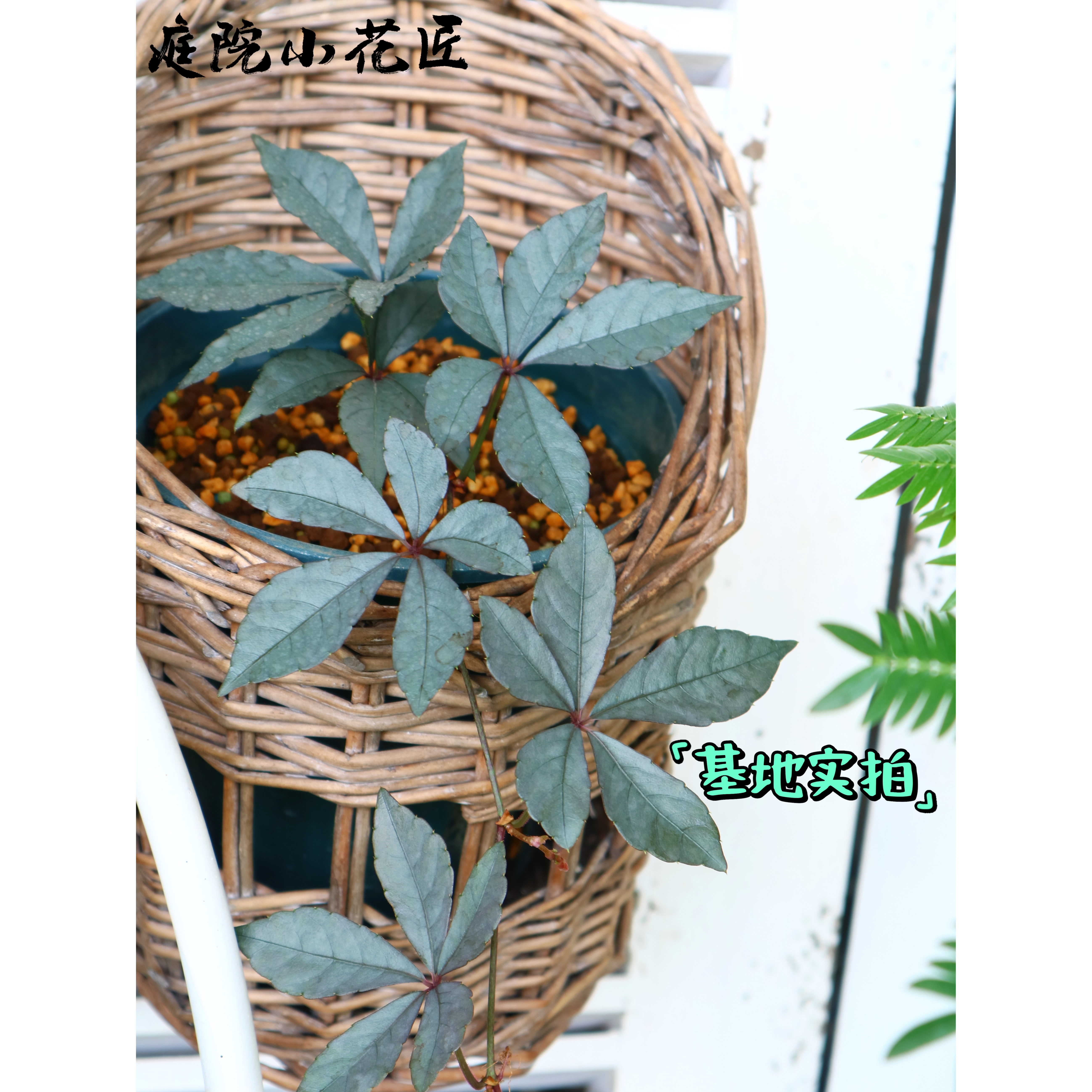 鲁庭院小花匠*银叶崖爬藤*半耐寒多年生*耐热耐阴*藤本可垂吊图片