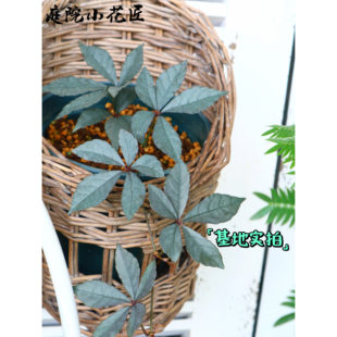鲁庭院小花匠*银叶崖爬藤*半耐寒多年生*小型耐荫藤本原生新品