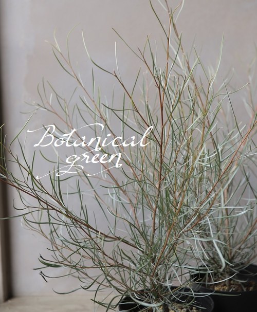 鲁庭院小花匠*细叶银桦*半耐寒多年生*金属光泽叶片*耐热澳洲植物,鲜花速递/花卉仿真/绿植园艺,绣球/木绣球/木本植物,淘宝优惠券,粉丝福利购,淘宝优惠卷