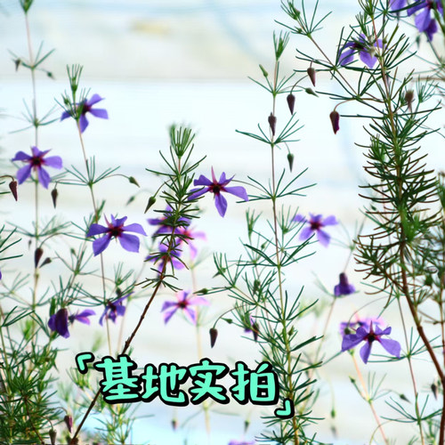 鲁庭院小花匠*流星花*多年生*澳洲花灌木*花量大花期长狭叶西掌灯