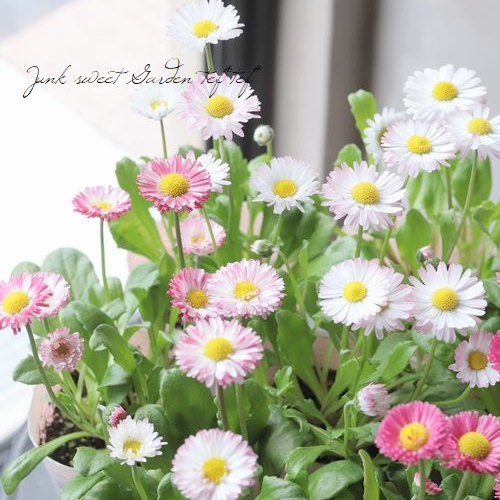 鲁庭院小花匠*英国小雏菊&ldquo;粉棒棒糖&rdquo;耐寒多年生*小清新迷你盆栽