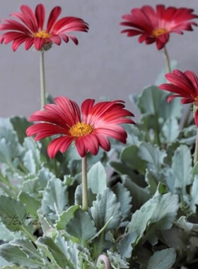 鲁庭院小花匠*银叶美冠菊*半耐寒多年生*“红色&酒红”银叶蓝目菊