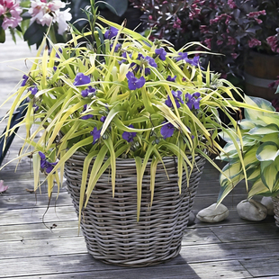 浙庭院小花匠*金叶紫露草“甜美凯特”耐寒多年生*耐热低维护宿根