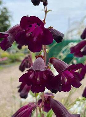 鲁庭院小花匠*吊钟柳“黑鸟”耐寒多年生*深酒红暗系*蜜源植物