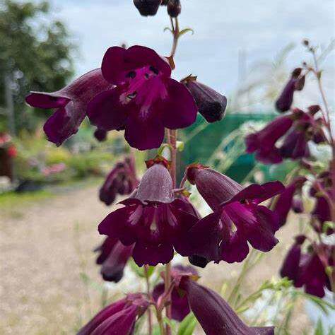 鲁庭院小花匠*吊钟柳“黑鸟”耐寒多年生*深酒红暗系*蜜源植物
