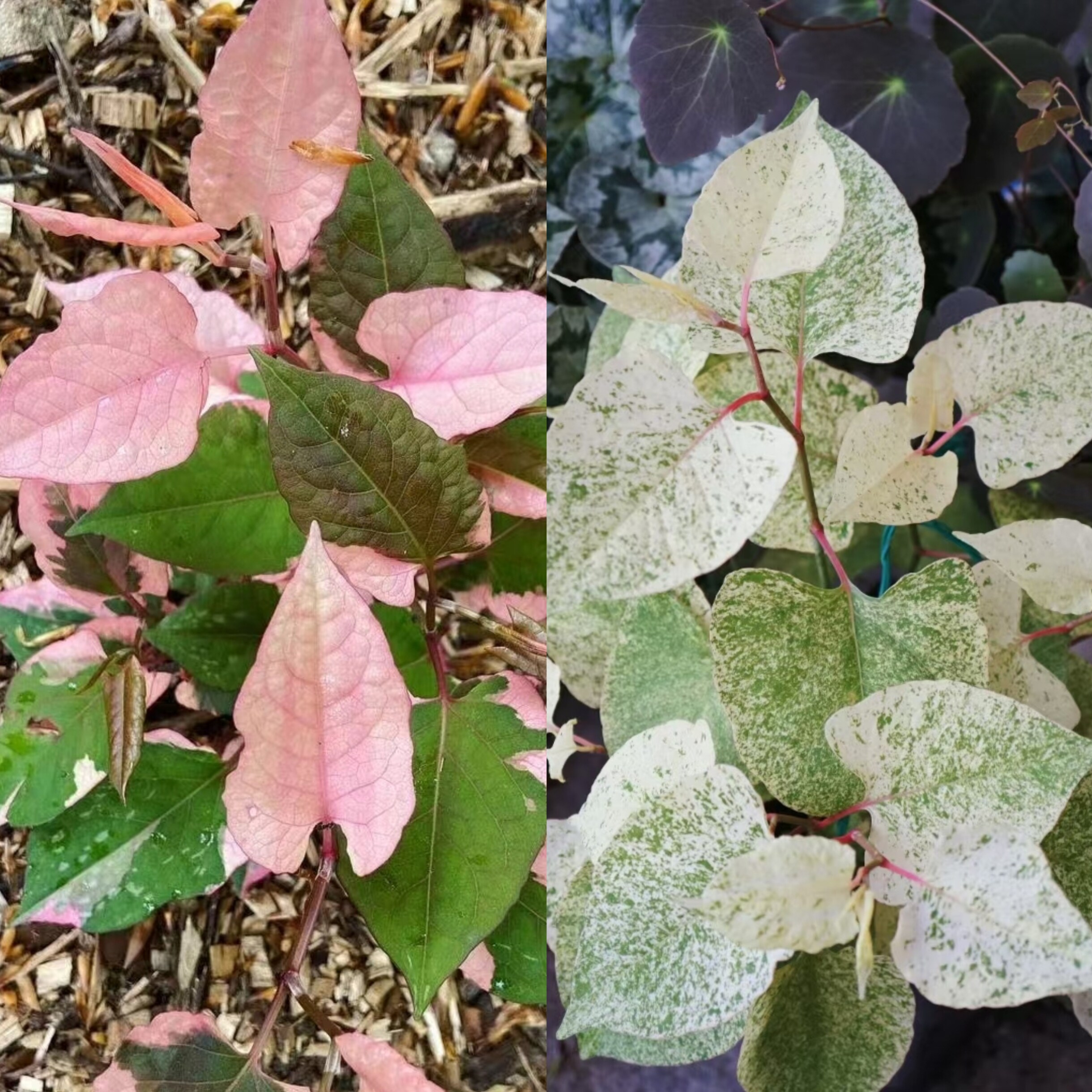 浙庭院小花匠*花叶虎杖“粉白斑/抹茶斑”耐寒多年生*耐热*彩叶图片