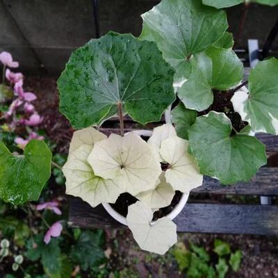 浙庭院小花匠*大吴风草“白峰”耐寒多年生*季节锦*耐热耐阴