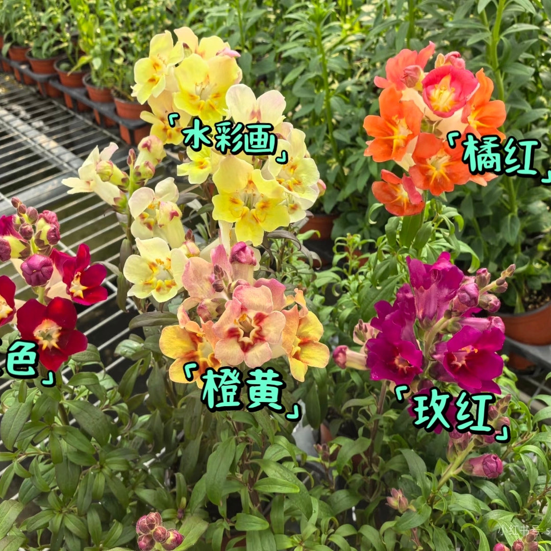 浙庭院小花匠*矮生金鱼草“古董”耐寒多年生*芳香*水彩画/红/黄