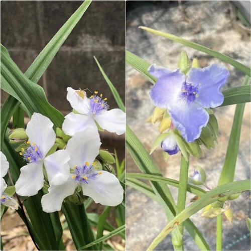 鲁庭院小花匠*紫露草“鱼鹰&冰蓝”耐寒多年生*耐热好养*花期长