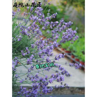 鲁庭院小花匠*银叶穗花薰衣草*耐寒多年生*较耐热*可切花芳香线条