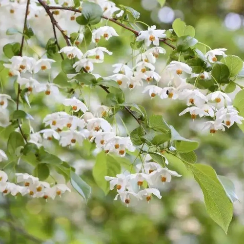 浙庭院小花匠*秤锤树*耐寒多年生*安息香科*洁白花量大*原生植物