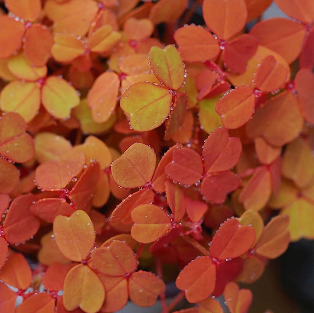 鲁庭院小花匠*熔岩酢浆草“小红枫”多年生*常绿观叶浆草可组盆