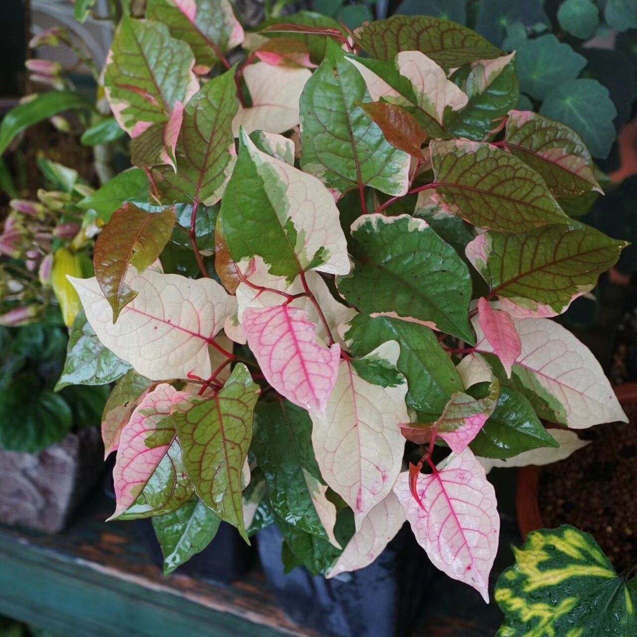 鲁庭院小花匠*花叶虎杖"粉白斑""抹茶斑"多年生彩叶锦叶植物