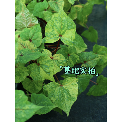 鲁庭院小花匠*花叶金荞麦*耐寒多年生*低维护宿根*山野草园艺种