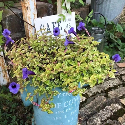 浙庭院小花匠*金脉夏堇“蓝色脉冲”多年生*耐热夏开*花叶匍匐