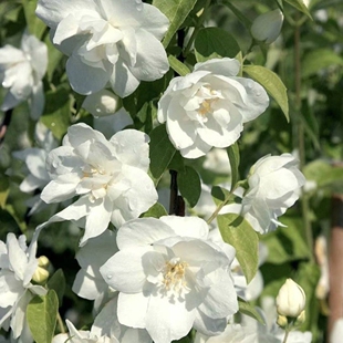 浙庭院小花匠*大花山梅花“纳齐兹”耐寒多年生*花量大两季花芳香