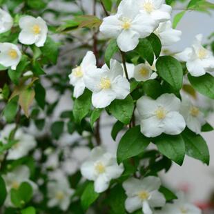 鲁庭院小花匠*大花山梅花“纳齐兹”耐寒多年生*花量大两季花芳香