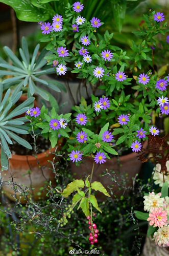 浙庭院小花匠*野绀菊“日落”耐寒多年生*耐热*少数较耐阴的菊类