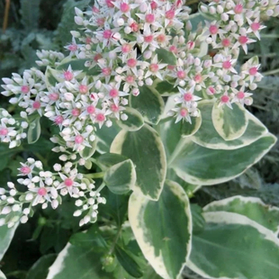 浙庭院小花匠*八宝景天“晨雾”耐寒多年生*耐热多肉花叶共赏宿根